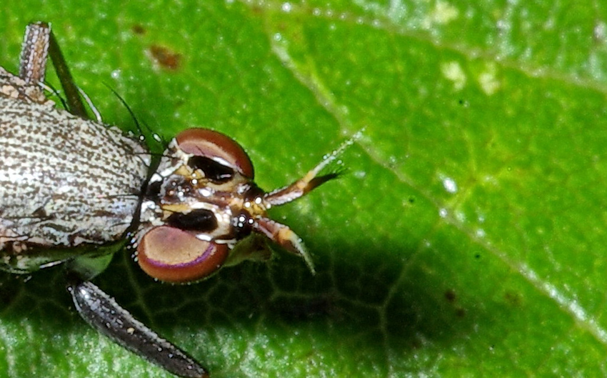 Sciomyziade: Coremacera marginata